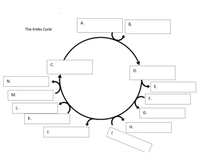 Kreb Cycle Printable Worksheet