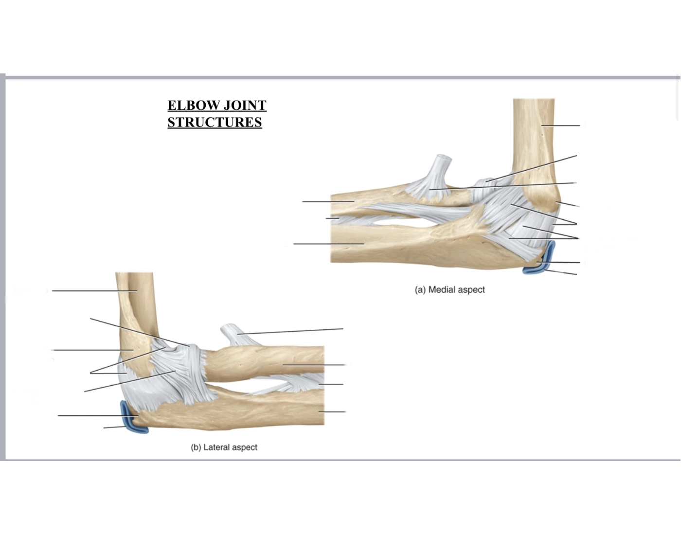 Elbow Joint Structures Quiz Biology Diagrams