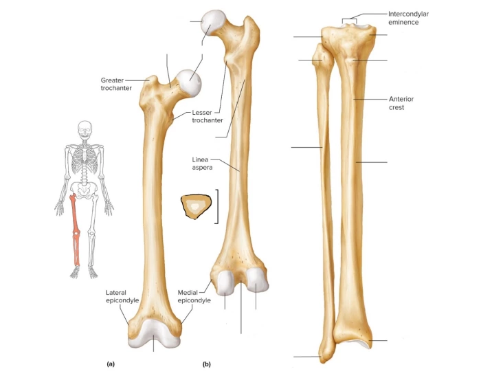 Femur/Tibia/Fibula Quiz