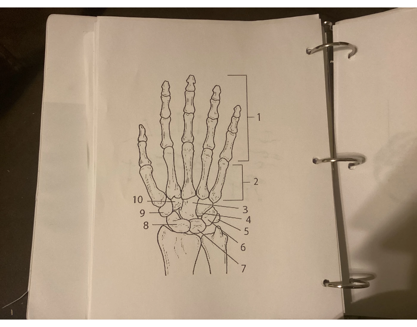 Hand A&P Quiz