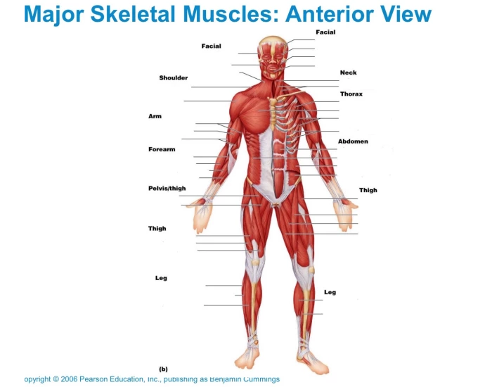 Main Muscles In Body Major Skeletal Muscles (anterior view) Quiz