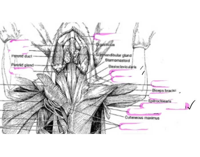 Rabbit Superficial Muscles 2 Quiz