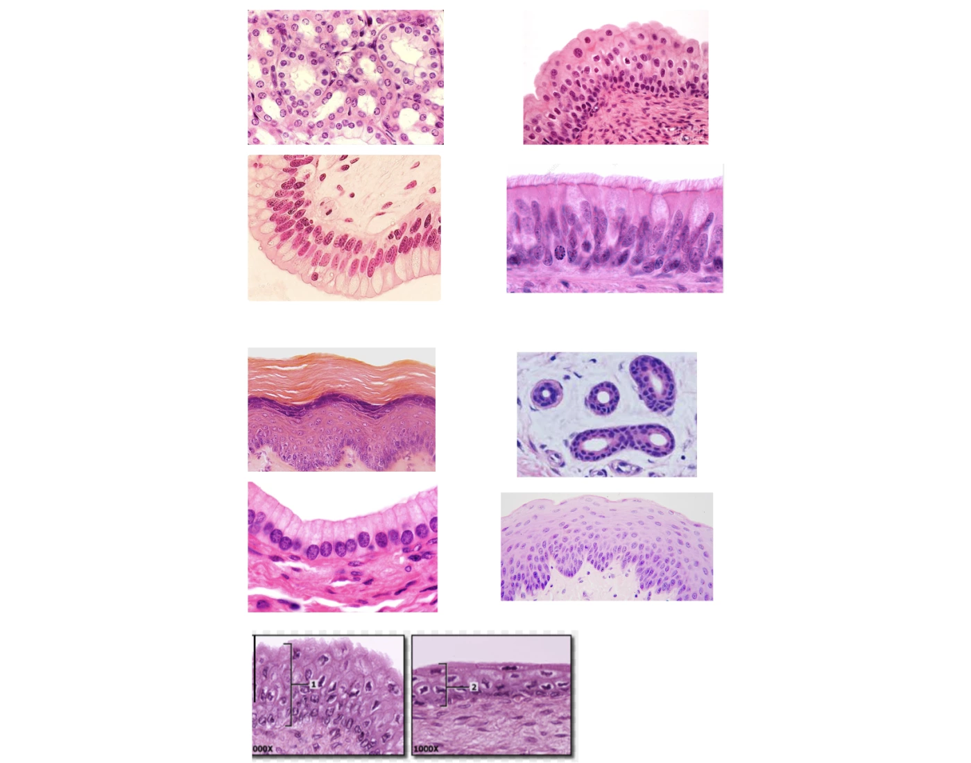 Epithelial Tissue Identification Quiz