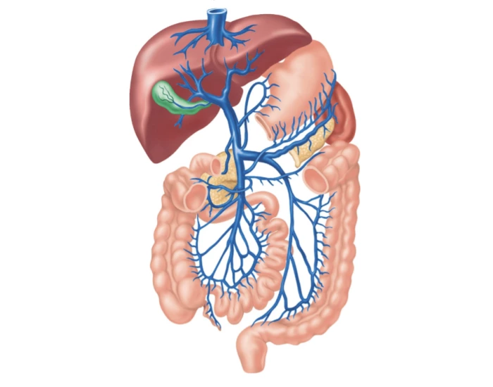 Hepatic Portal System Veins Quiz Biology Diagrams