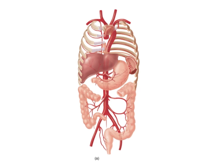 Arteries Of The Thoracic And Abdominal Regions Quiz Arteries of the thoracic and abdominal regions quiz