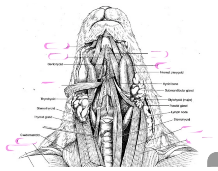 Rabbit Superficial Muscles 3 Quiz