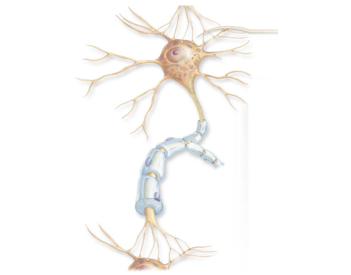 Nerve / Neuron Anatomy Labeling Quiz