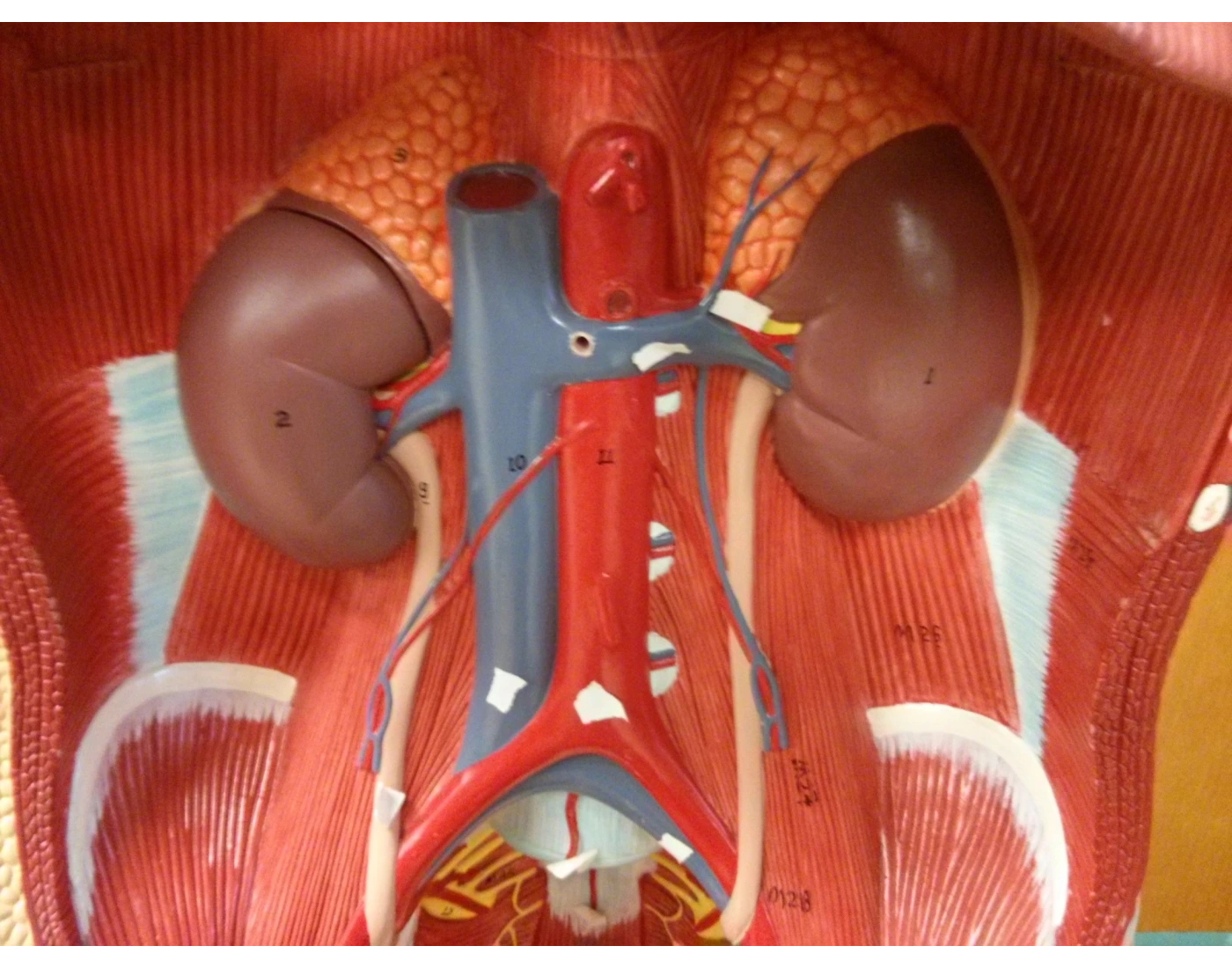 abdominopelvic circulation Quiz
