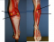 Muscles of the lower Leg Model Medial View and lateral View
