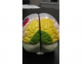 Dr Gennero Brain 1