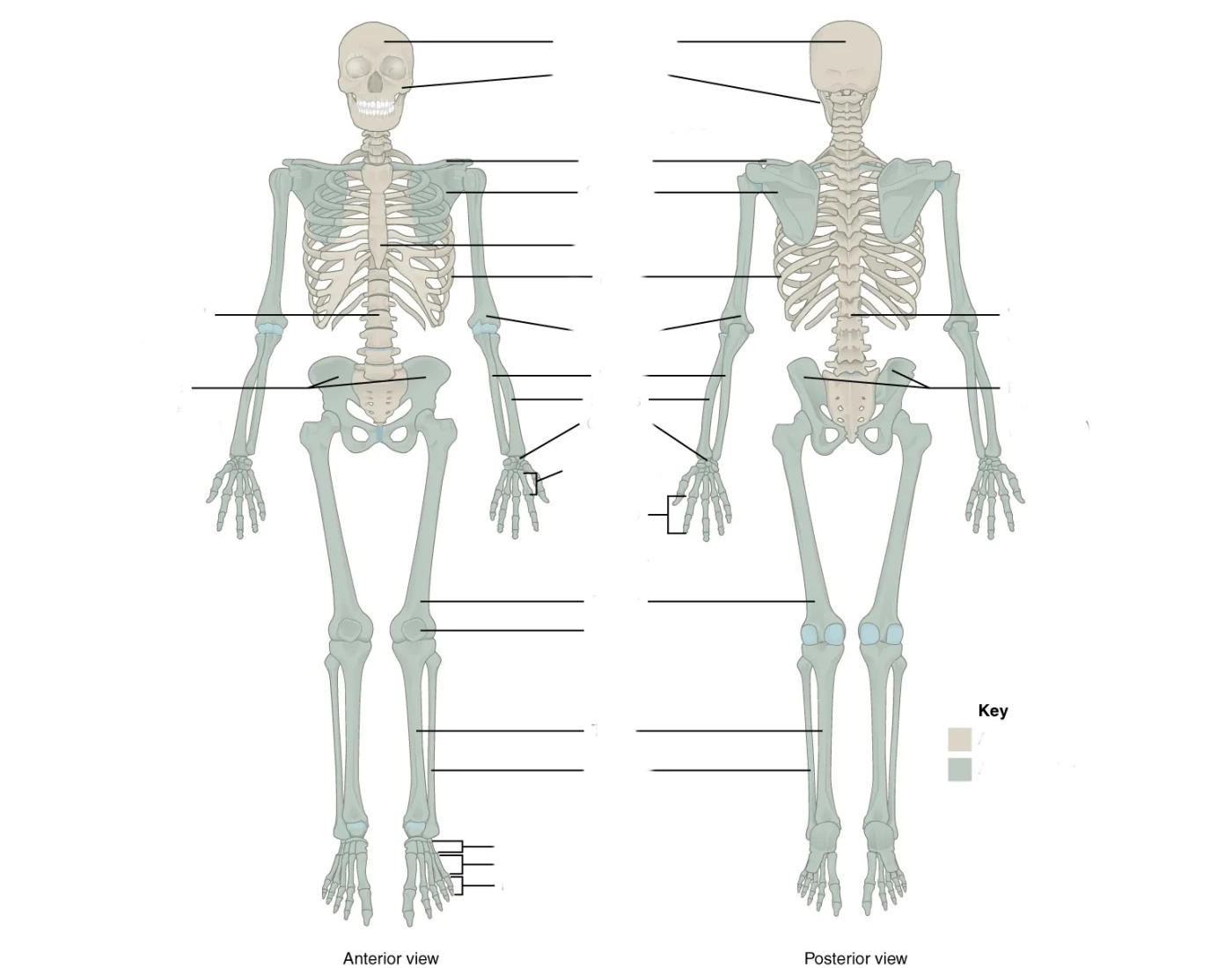 Appendicular And Axial Skeleton Quiz 2337