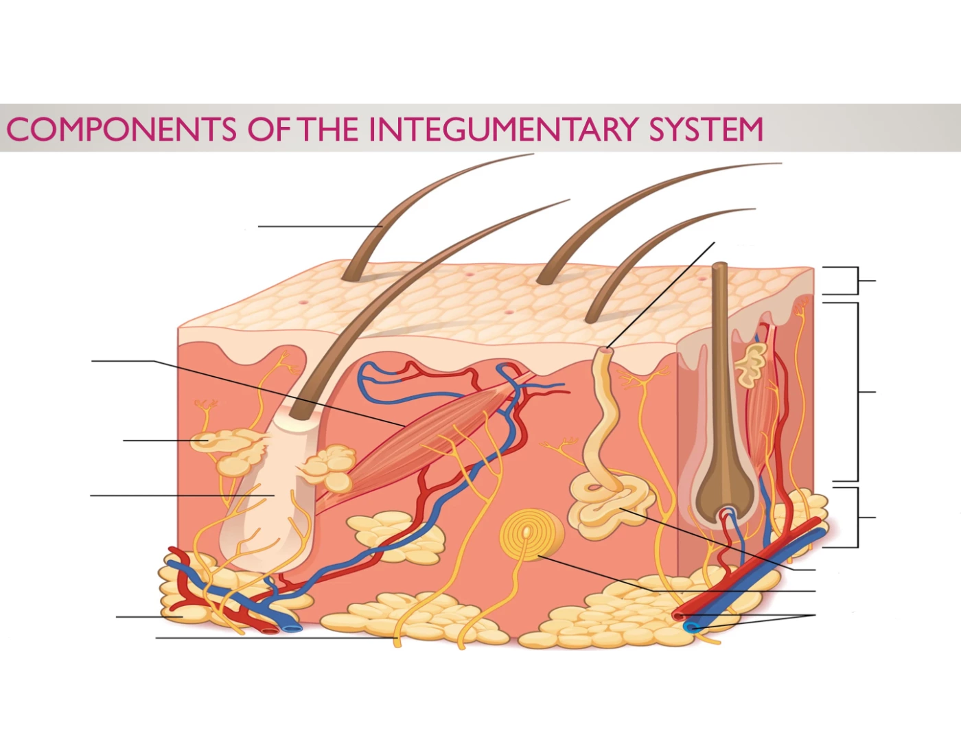 Integ System Skin Components of the Integumentary (skin) System Quiz