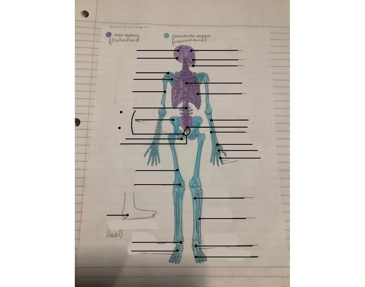 Skeletal bone anatomy Quiz