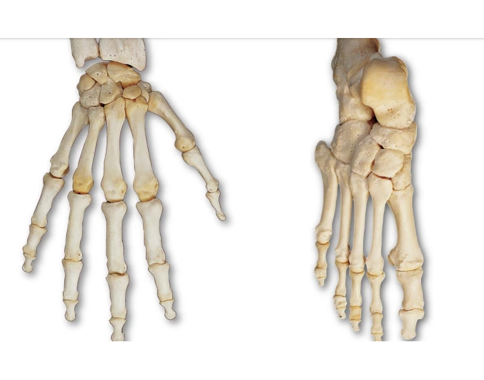 Hand and Foot Bones Quiz Biology Diagrams