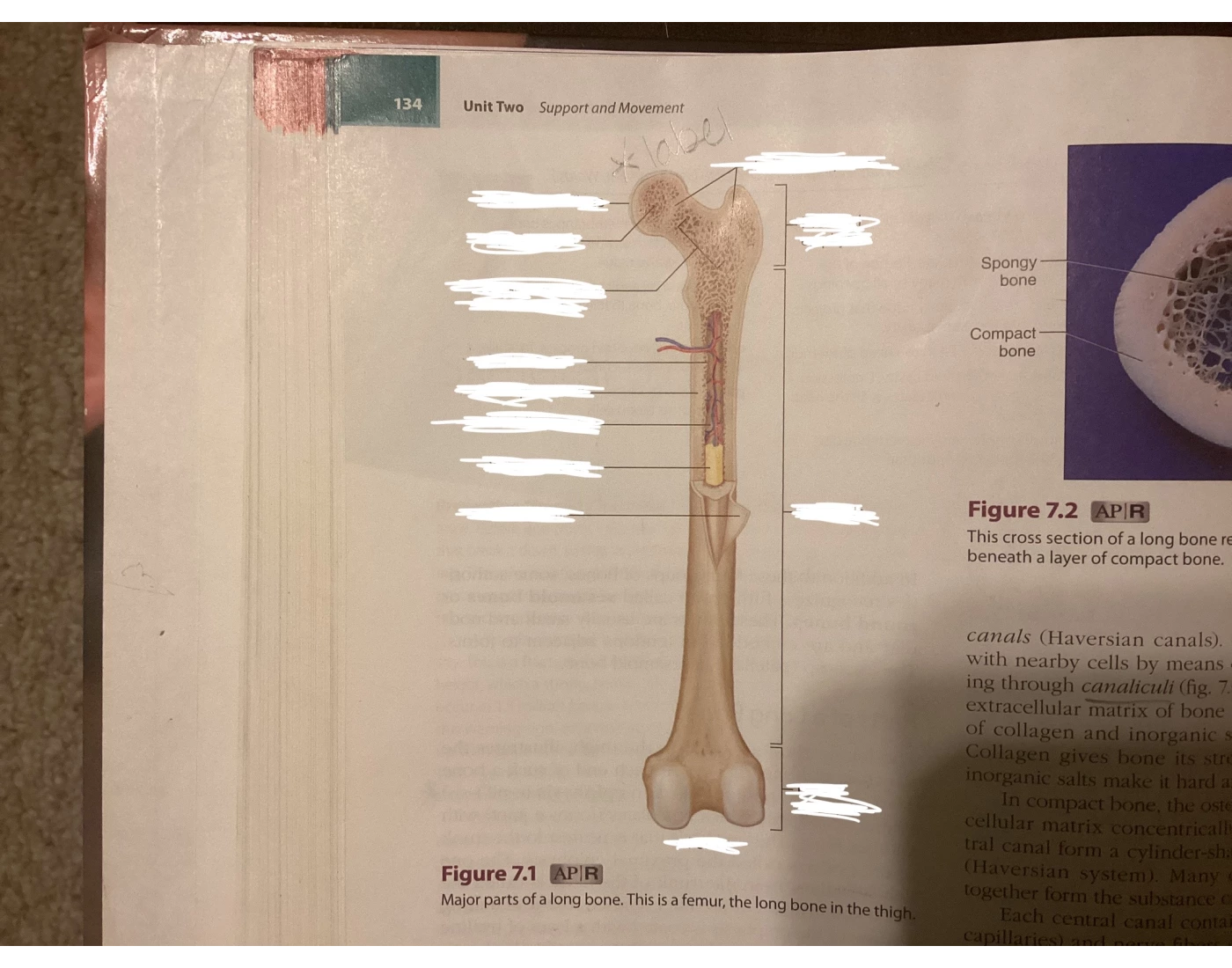 Labeling Long Bone Quiz