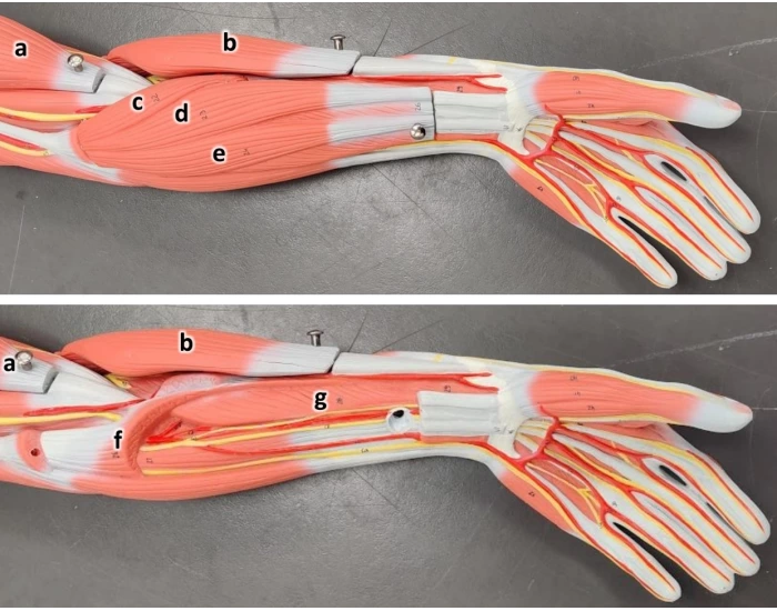 Anterior Forearm Muscle Model Quiz