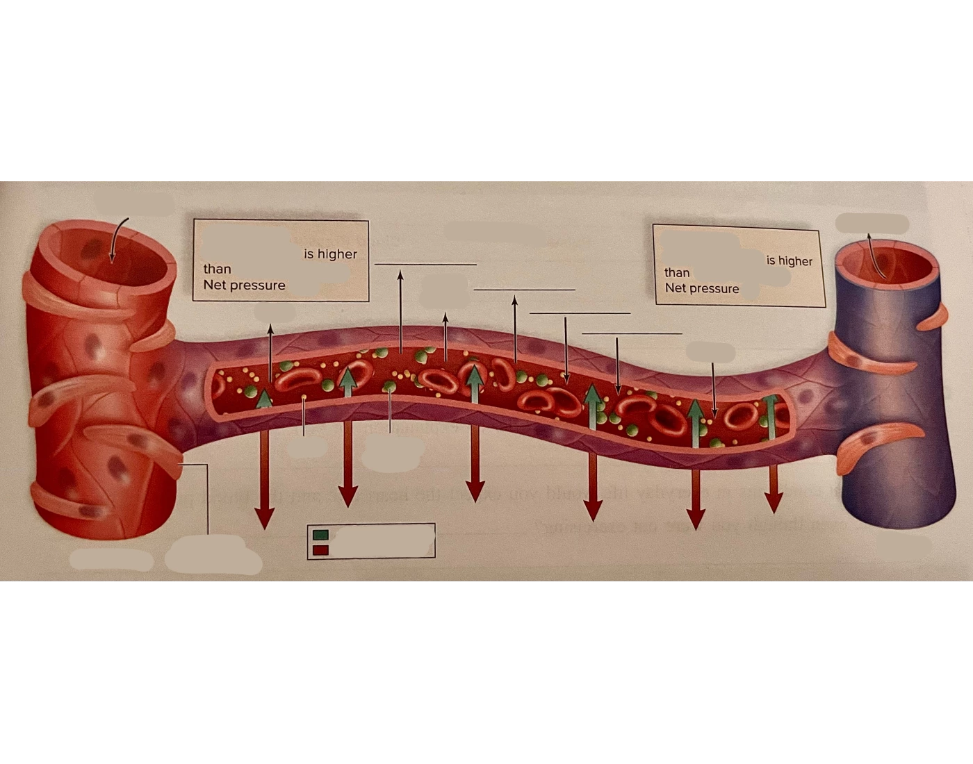 Systemic Capillary Network Systemic capillary exchange (given by lab manual) Quiz