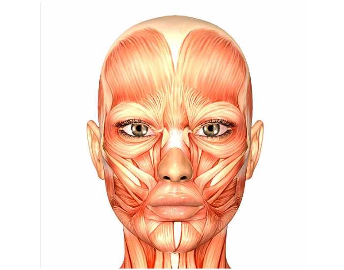 Muscular System - Face Muscle Anatomy Quiz