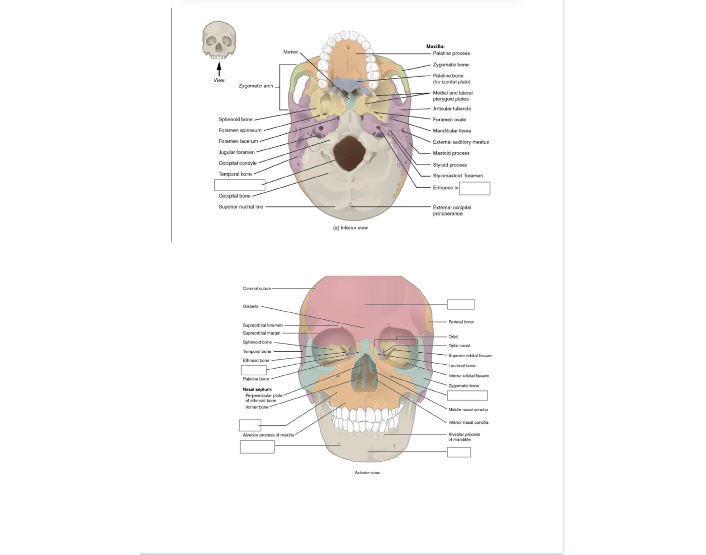 Skull Quiz 2