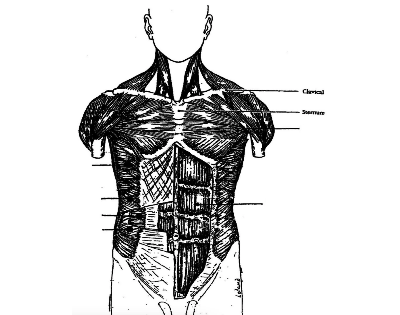 Muscles Of The Anterior Trunk b w Quiz muscles-of-the-anterior-trunk-b-w-quiz