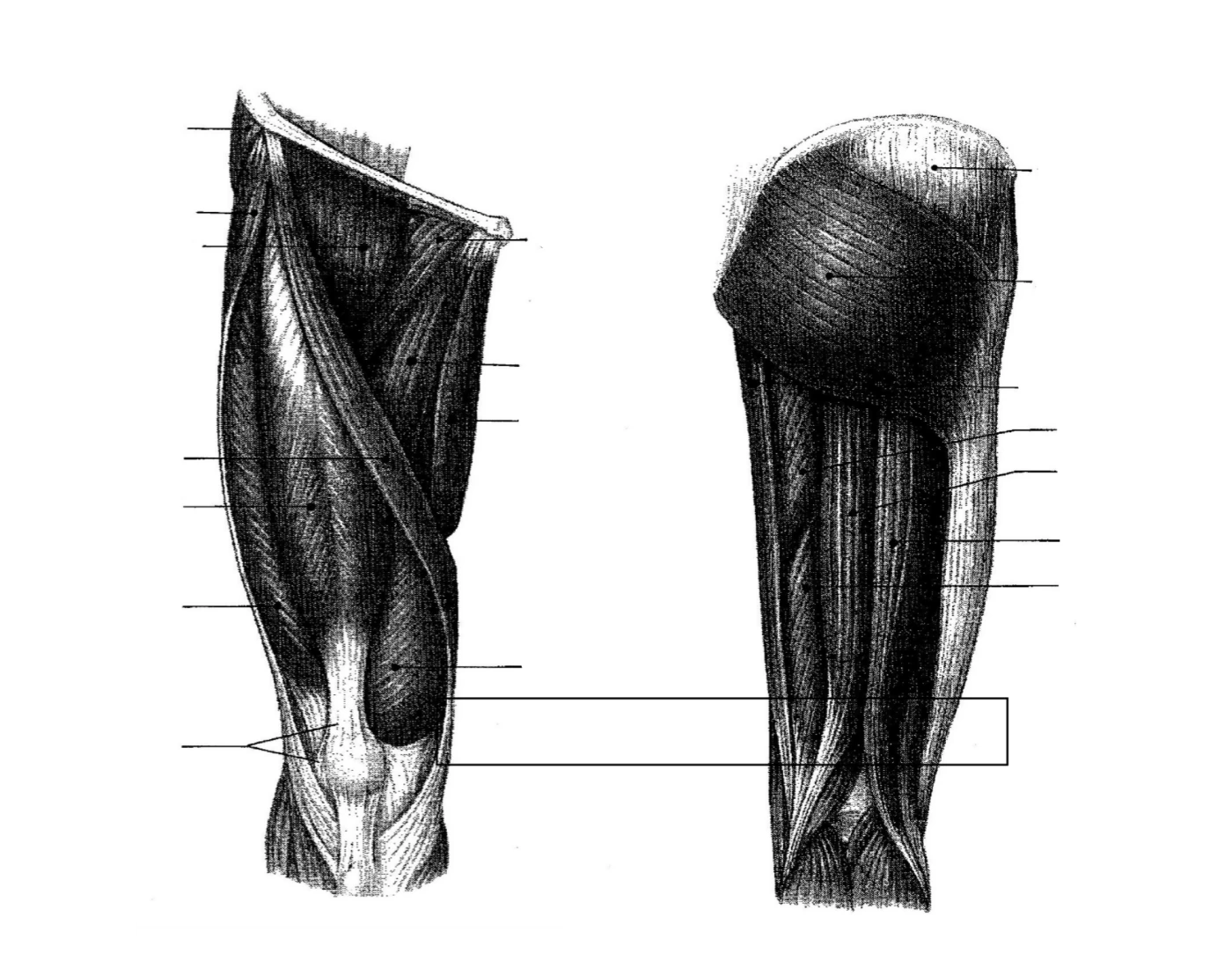 muscles-of-the-thigh-b-w-quiz