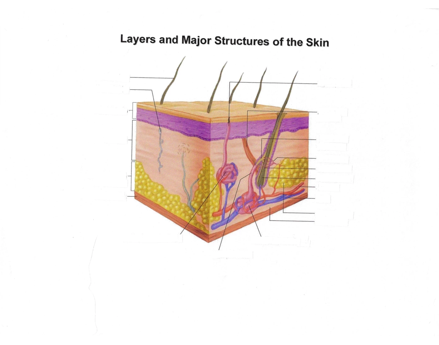 Understanding Skin Strcture Layers and Major Structures of the Skin — Printable Worksheet