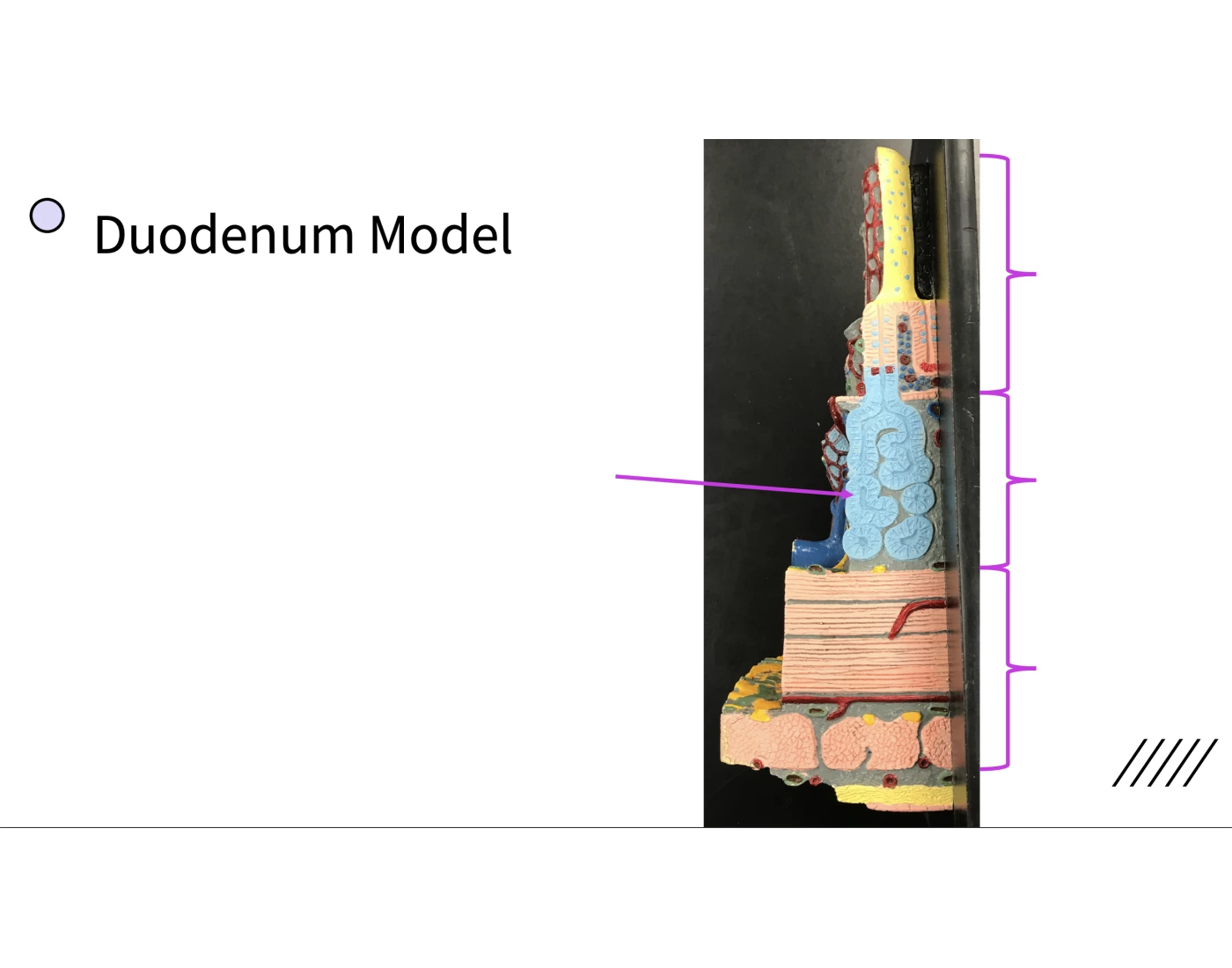 Duodenum Simple Model Duodenum Model Quiz