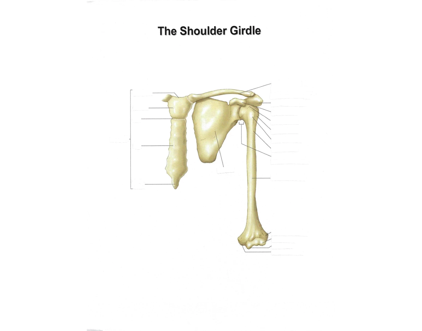 The Shoulder Girdle Quiz Biology Diagrams