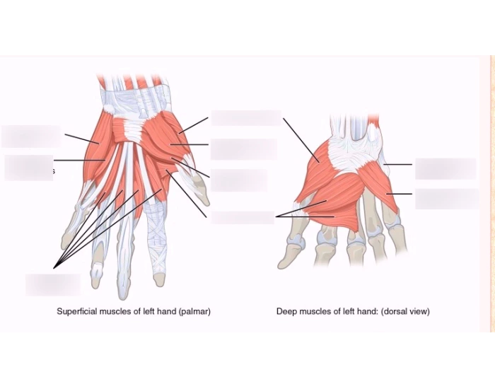 Label the muscles of the hand — Printable Worksheet