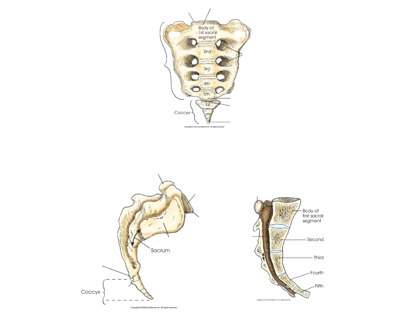 Labeling Sacrum and Coccyx Quiz Biology Diagrams