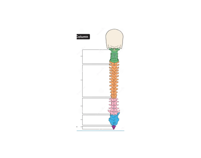 Spinal Cord Labeled Quiz Spinal Cord Labeled Quiz