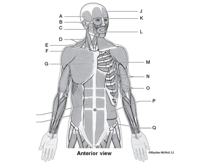 Axial Muscles Anterior View Quiz