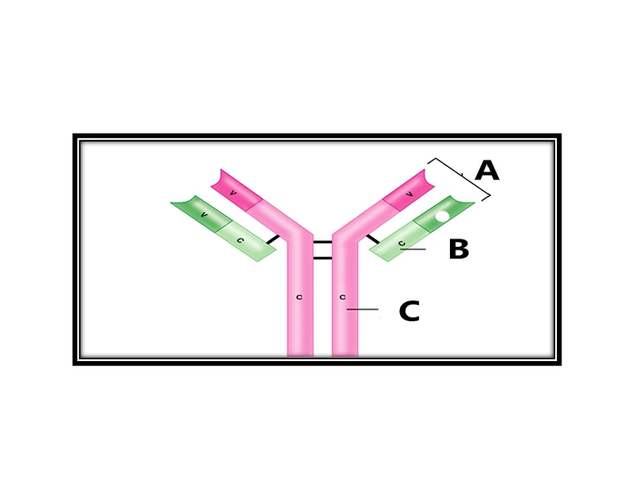 Antigen Binding Site Quiz Antigen Binding Site Quiz