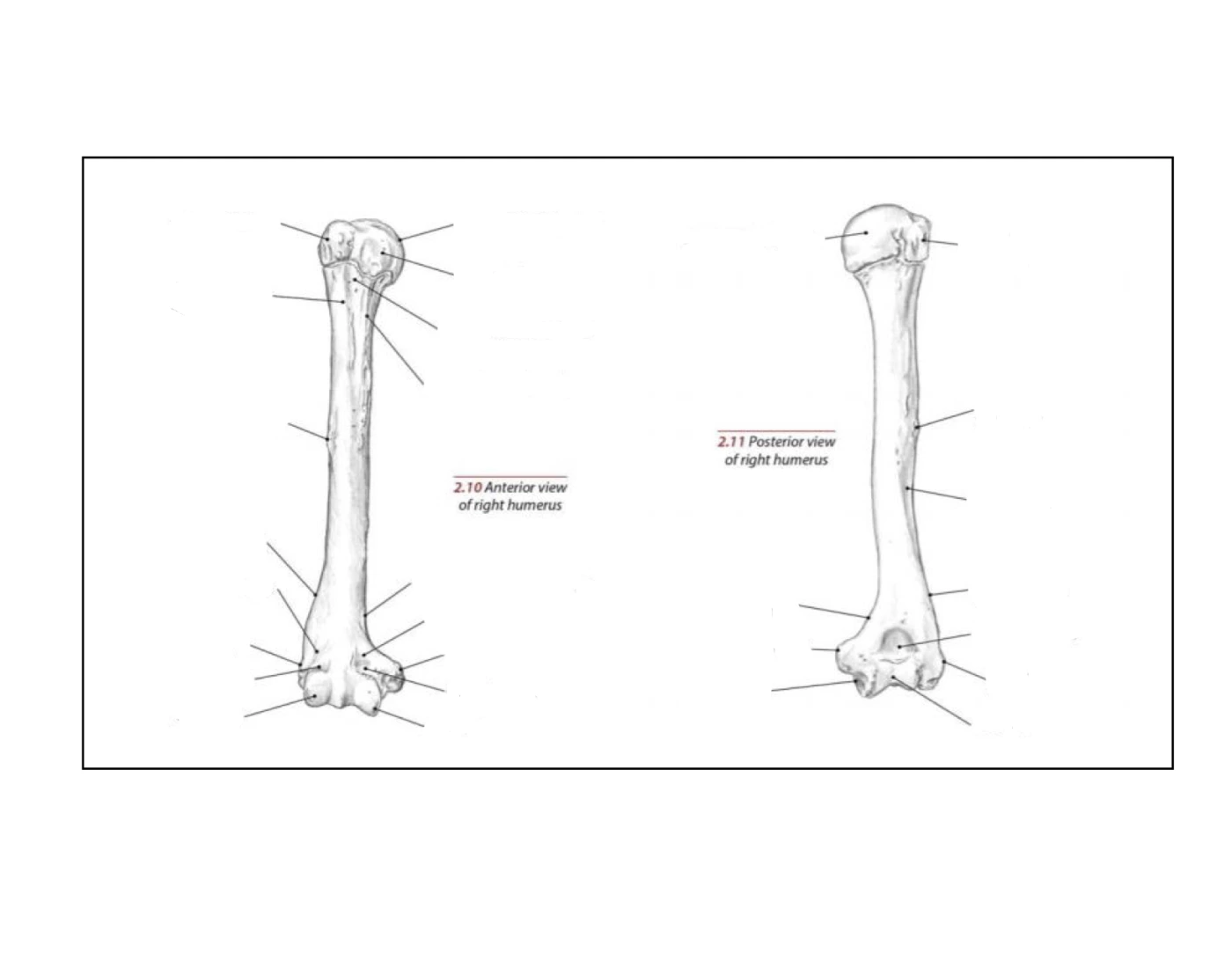 humerus-bone-lable-quiz