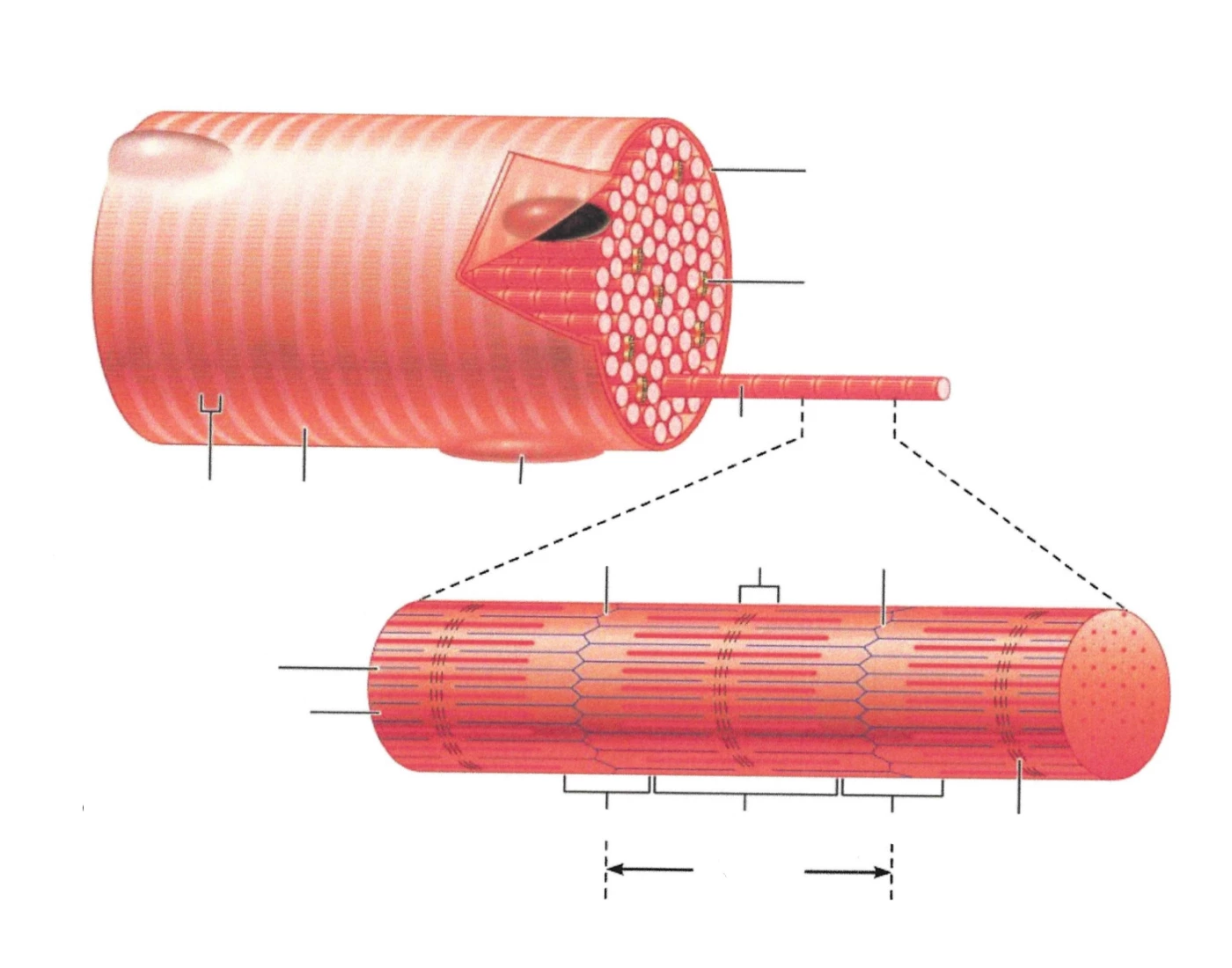 Muscle Fiber Model Fillable Label Worksheet.pdf Microscopic Anatomy of Skeletal Muscle Fiber — Printable Worksheet