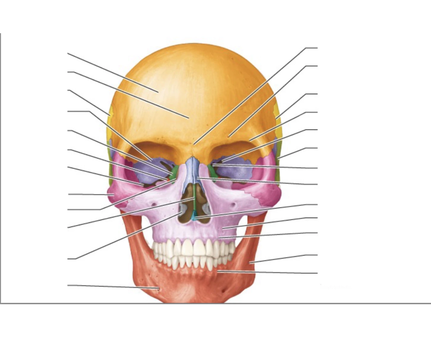 Cranialbones Quiz Cranialbones Quiz