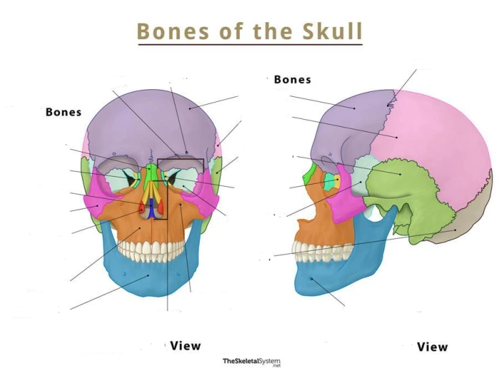 Naming the Bones of the Skull Quiz Biology Diagrams
