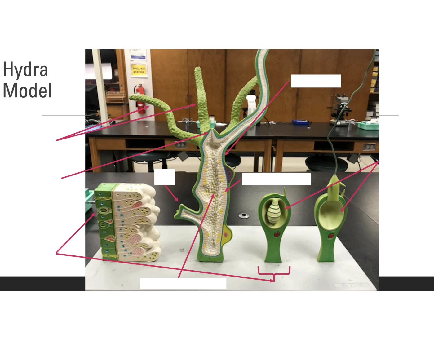 Hydra Model Structure Hydra Model Quiz