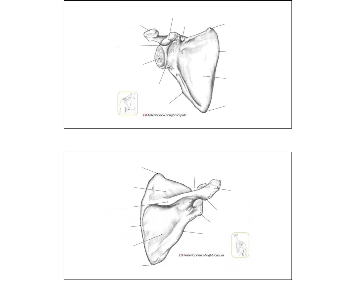 Scapula Bone Labeled Quiz Scapula bone labeled quiz