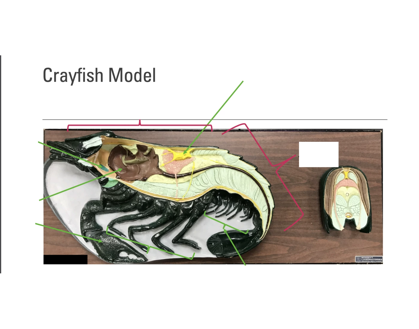 Student Model Crayfish Crayfish Model Quiz
