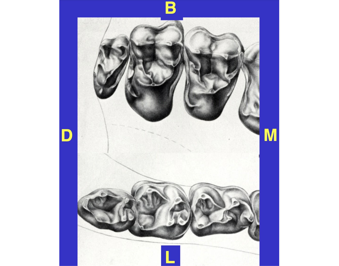 Molar Labels label the tribosphenic molars diagram Quiz