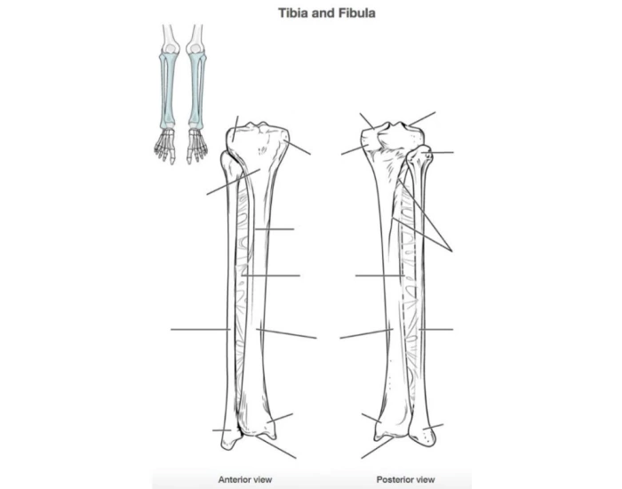 Tibia and Fibula Bones Quiz
