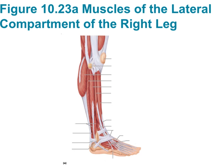 muscles-of-lateral-compartment-of-right-leg-quiz