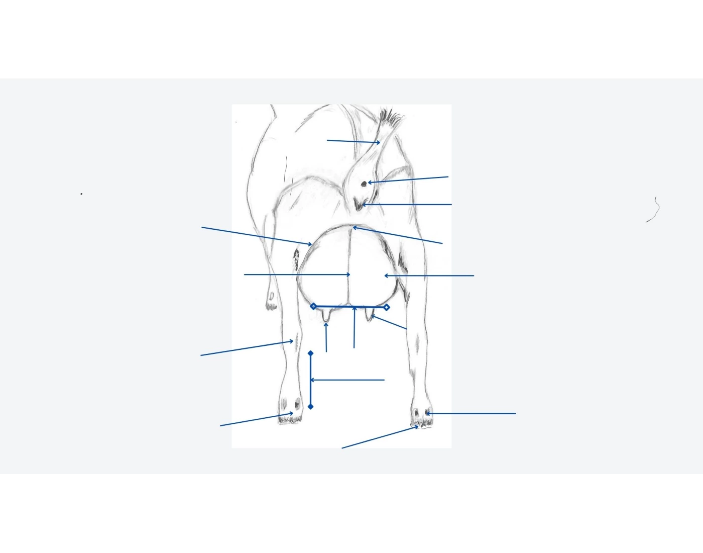 CNDA - Parts of a dairy goat - doe rear Quiz