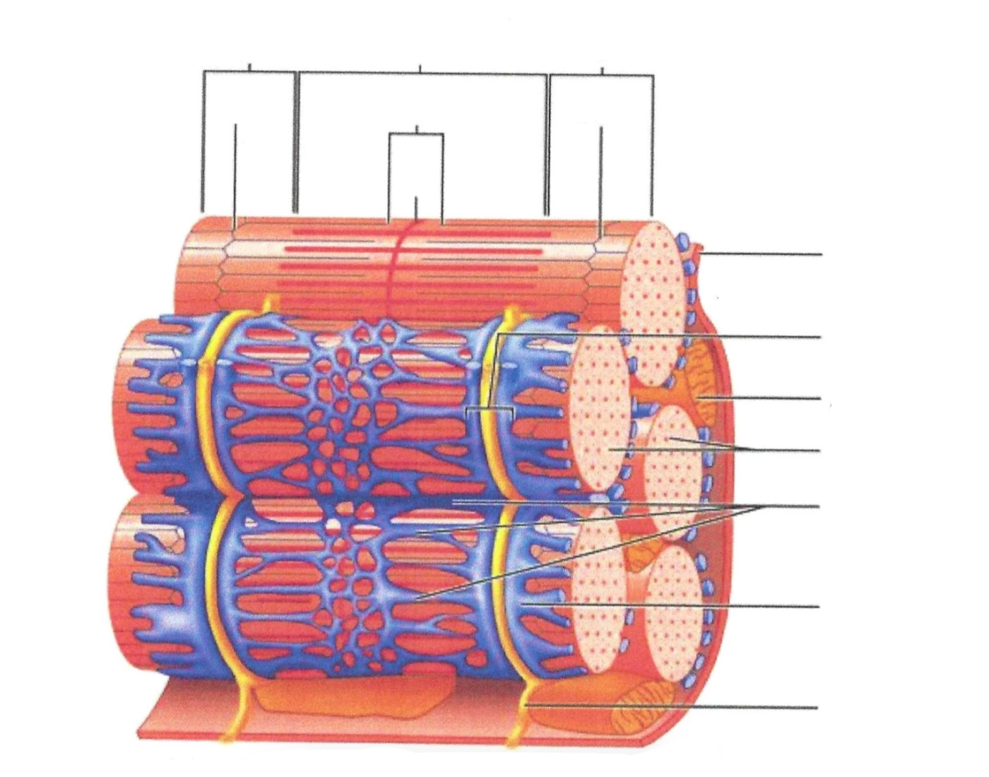 Label Muscle Cell Fiber Quiz