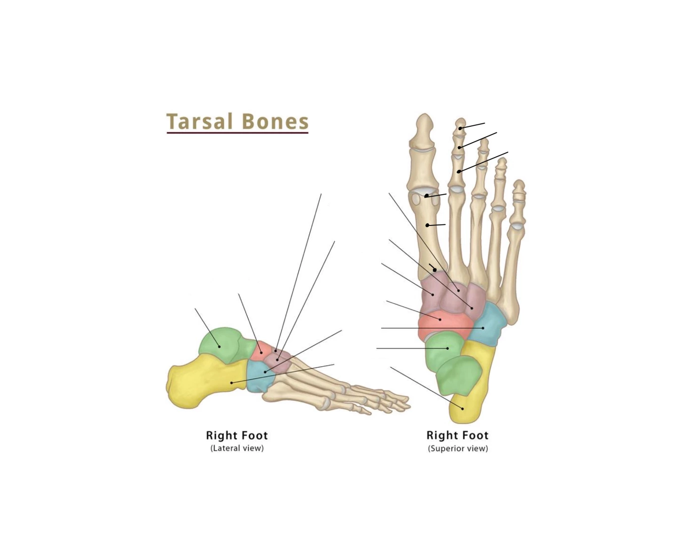 Landmarks of Tarsal bones Quiz