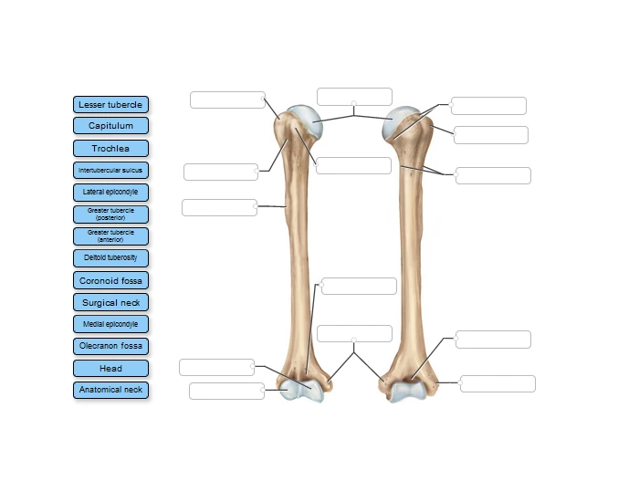 labeling humerus bone Quiz