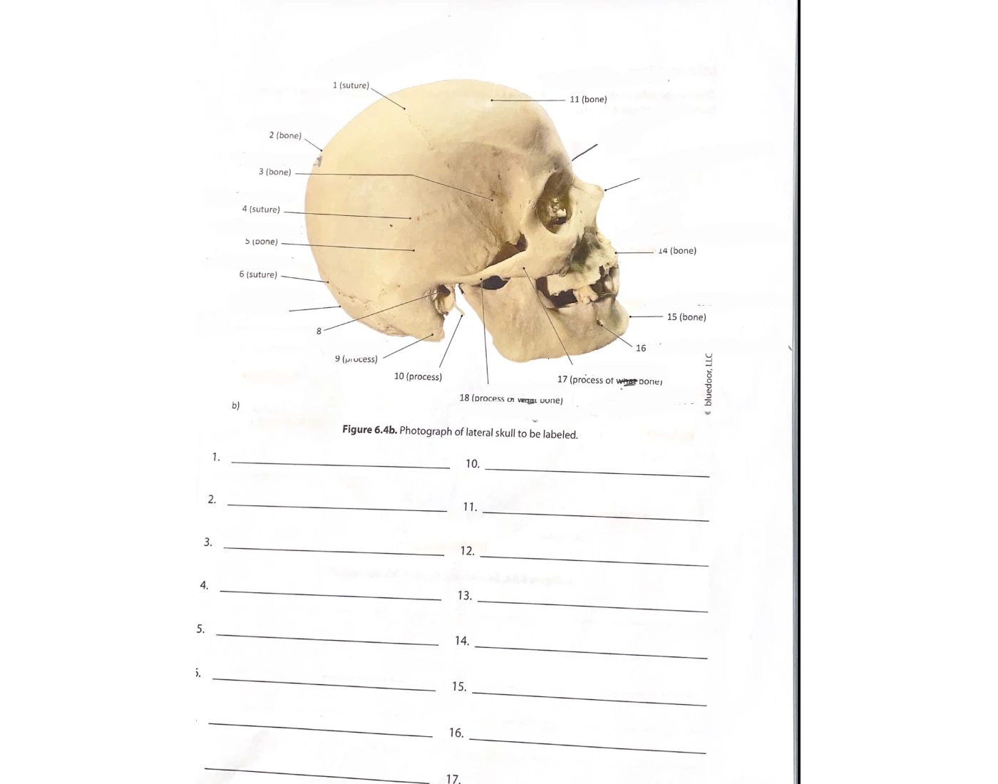 Later Skull Quiz
