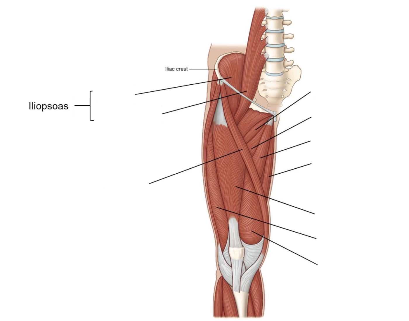 muscles-of-the-thigh-anterior-view-quiz