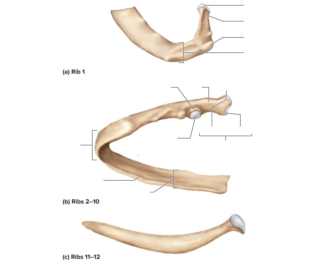 anatomy of the ribs — Printable Worksheet